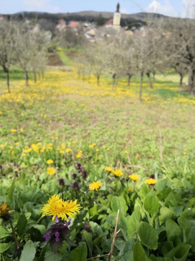 Domboldal Vendeghaz Leilighet Noszvaj Eksteriør bilde
